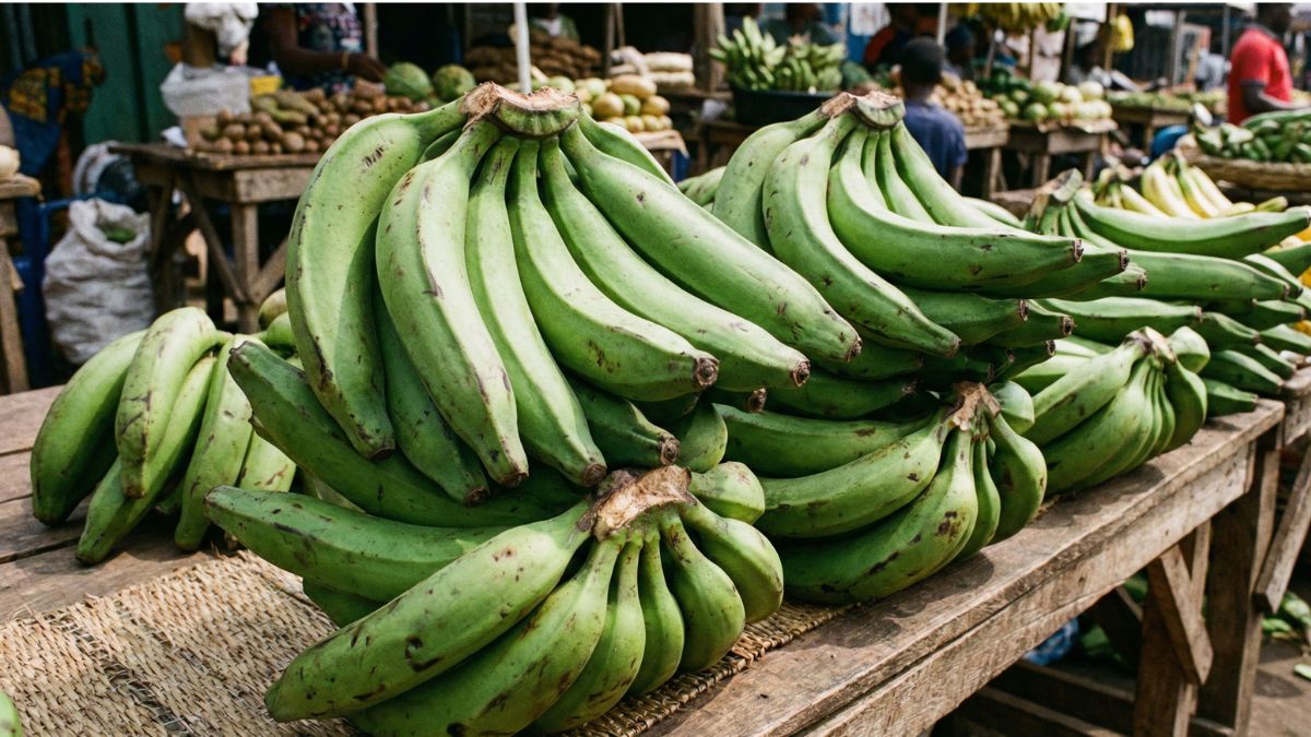unripe plantain raw material for amineru foods