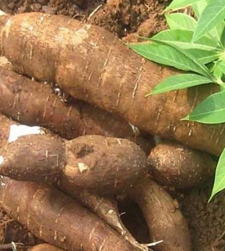 cassava-aminerufoods