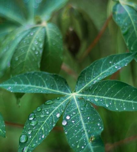 cassava leaves amineru foods agro allied food processing