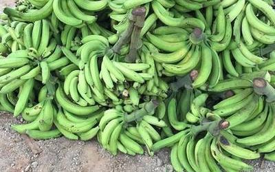 green plantain aminerufoods