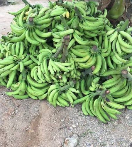 green plantain aminerufoods